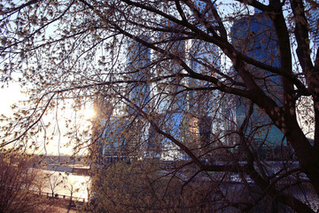 buds and leaves on a tree branch spring background