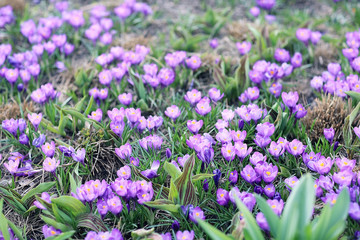 flowerbed with flowers in the city park in the spring