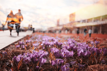 blurred background spring flowers