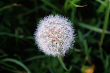 A close up shot of a dandelion.