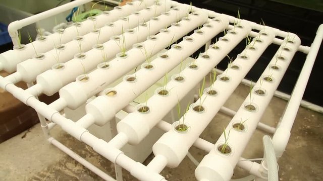 Hydroponic vegetable is planted in a garden