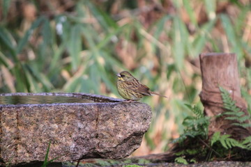 Obraz premium アオジ