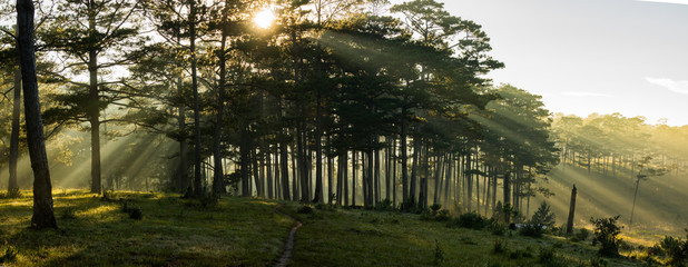 Morning in the wood