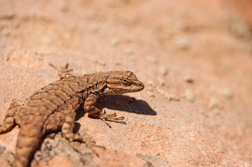 A fence lizard clings to the hot desert sandstone in Utah.