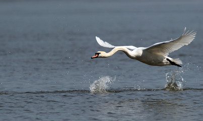 Mute Swan flying over the River Danube at Zemun in the Belgrade Serbia.