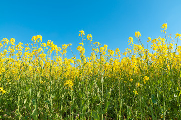 Obraz premium Blühendes Rapsfeld unter blauem Himmel, Brassica napus, Landwirtschaft, Rapsanbau