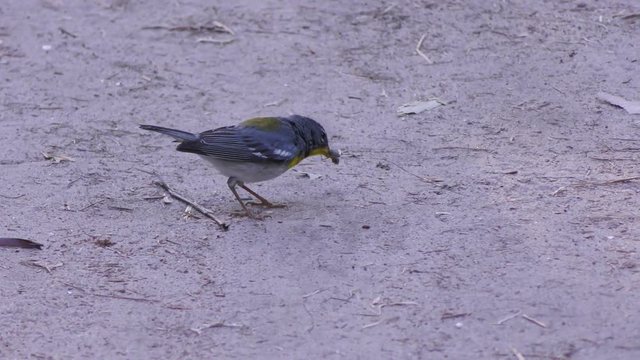 Northern Parula bird feeds on insects