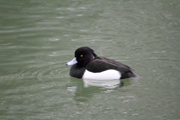 キンクロハジロ