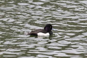 キンクロハジロ