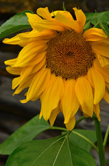 One Blooming Sunflower rustic