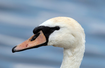 Mute Swan swimming on river Danube, Belgrade Serbia, municipalities Zemun.