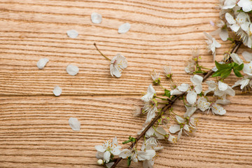 branch cherry blossoms on the table