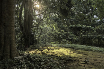 Morning rays in the jungle, monkey forest, bali