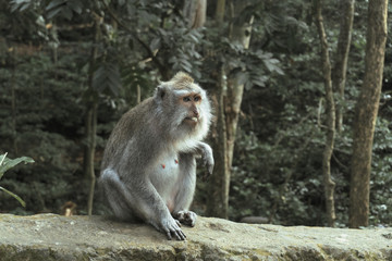 The Ubud Monkey Forest is a nature reserve and Hindu temple complex in Ubud, Bali, Indonesia.