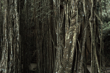 Obraz premium Tropical jungle at the Sacred Monkey Forest Sanctuary, Ubud, Bali, Indonesia