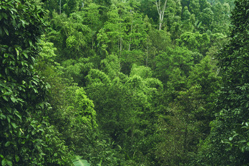 Fototapeta na wymiar tropical forest view in Asian country , green nature texture, jungle view background