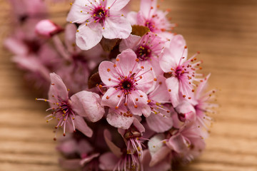 Fototapeta na wymiar branch cherry blossoms on the table