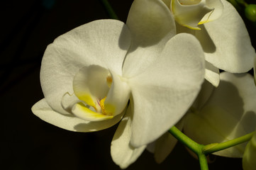 Naklejka na ściany i meble Orchid flower macro photo