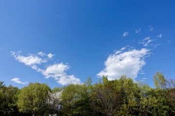 Fototapeta premium 春の青空