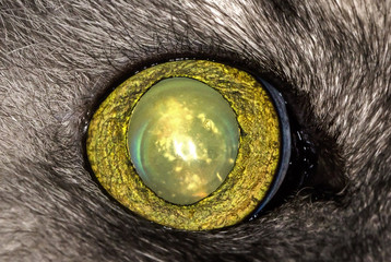 Cat eye