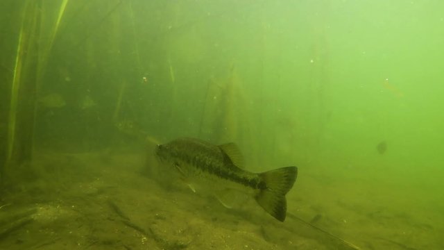 Bass and Bluegill Mingling in the Reeds