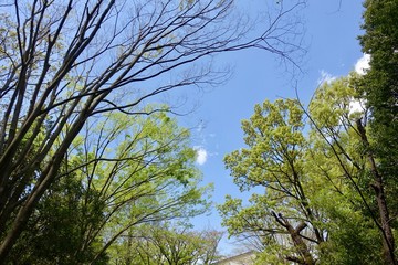 Obraz premium 新緑