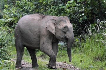Naklejka na ściany i meble Borneo Pygmy Elephant (Elephas maximus borneensis) - ボルネオゾウ