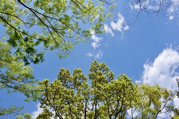 Obraz premium 新緑