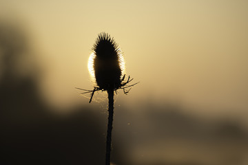 Teasel dawn along the River Great Ouse, Ely, 9th April 2017