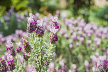 Macro shot of flower blossom