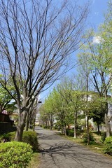 多摩の新緑