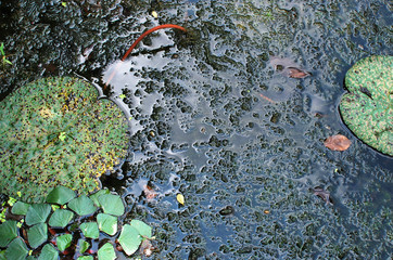 Green leaves on water surface