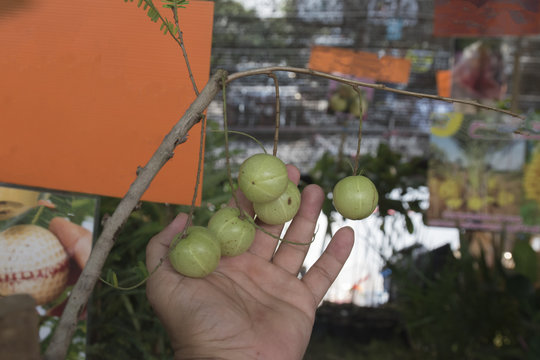 Emblic Myrabolan, Malacca Tree, Indian Gooseberry (PHYLLANTHUS EMBLICA LINN.) Fruit, herbs or medicinal properties.