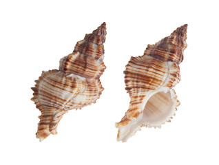 Conch shell on white background