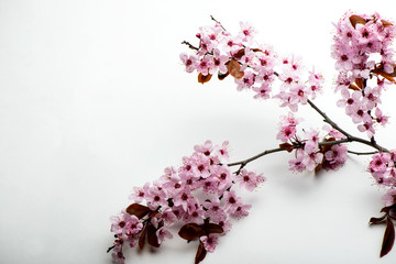 branch cherry blossoms on a white background