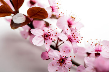 Naklejka premium branch cherry blossoms on a white background