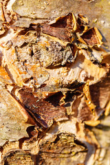 Beautiful detail of bark of a tree.