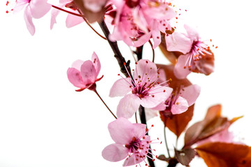 branch cherry blossoms on a white background