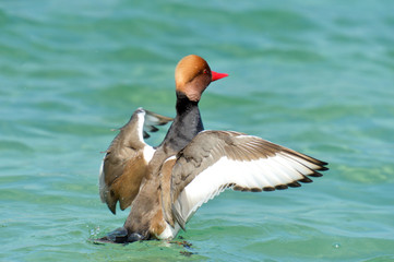 Red-crested Pochard, Netta rufina