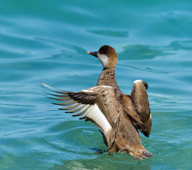 Red-crested Pochard, Netta rufina