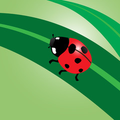 ladybug