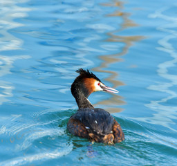 Red Necked Grebe (Podiceps grisegena)