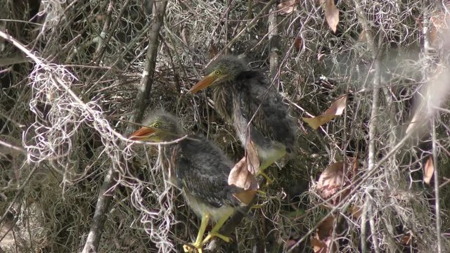 Green heron chicks near nest