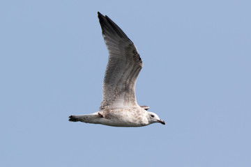 Gull (Larus sp.)