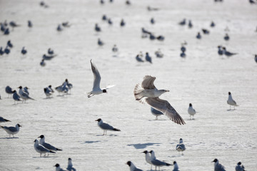 Gull (Larus sp.)