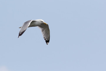 Gull (Larus sp.)