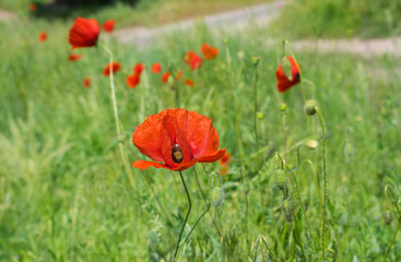 Obraz premium Wild field with red poppies at spring season