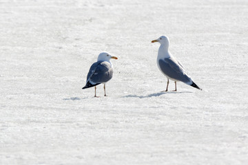 Gull (Larus sp.)