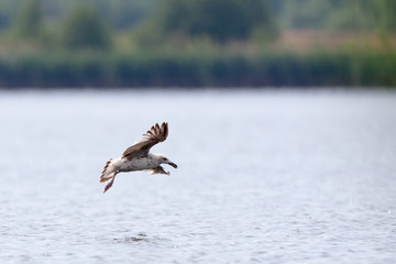 Gull (Larus sp.)