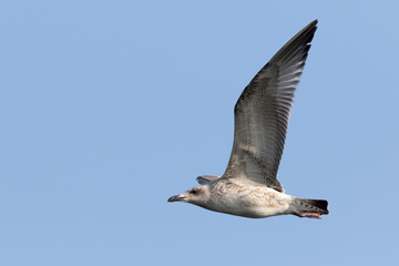 Gull (Larus sp.)